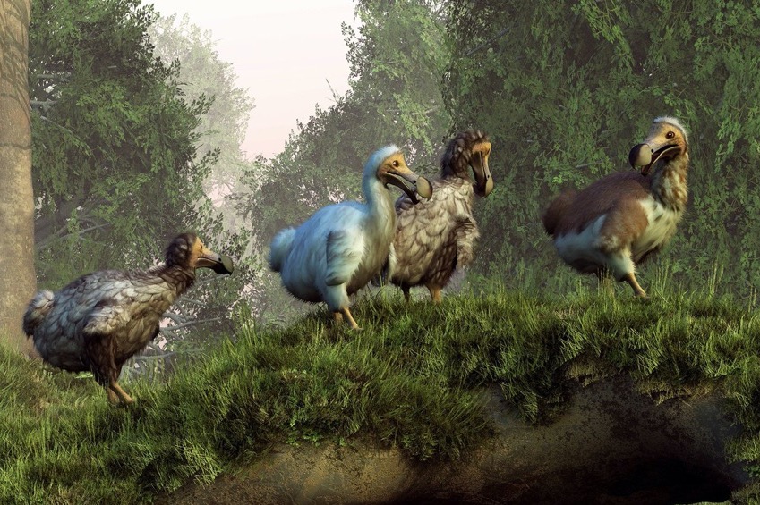 DODO: The Extinct Bird of Mauritius | Maurice Villas