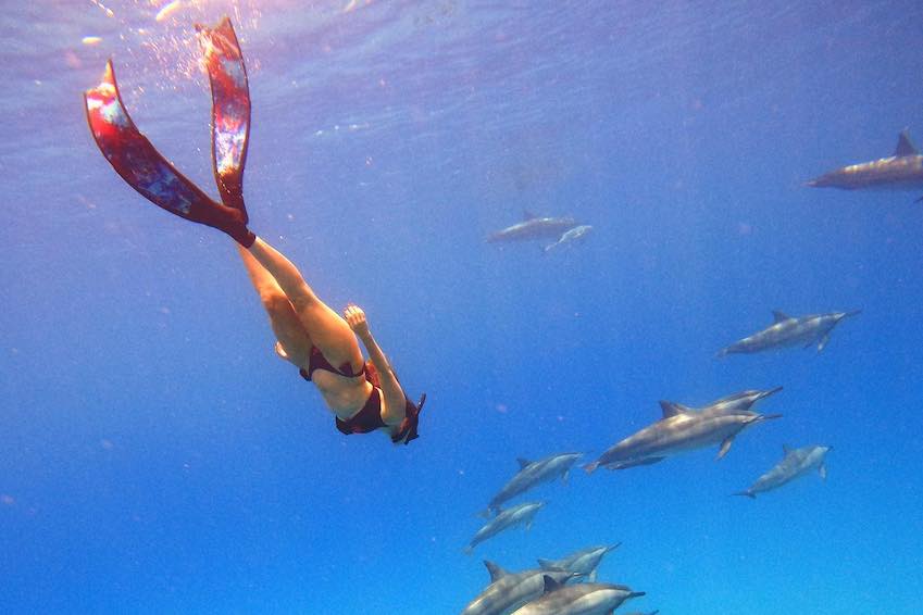 Why not go swimming with the dolphins?