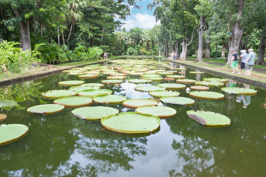 Head to Pamplemousse to discover the Aventure du Sucre and the Pamplemousse Garden