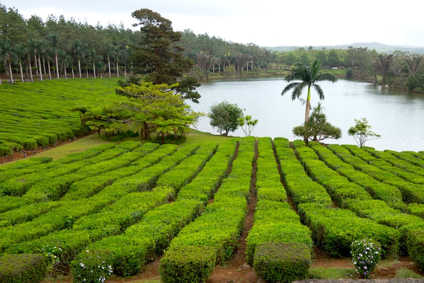 5 - Les plantations de thé