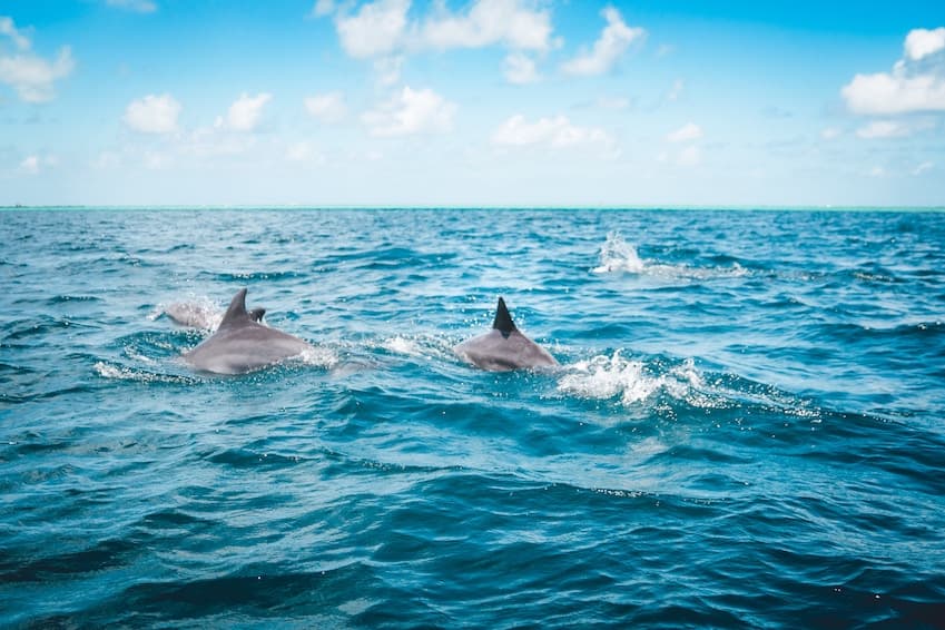 6 - Nager avec les dauphins