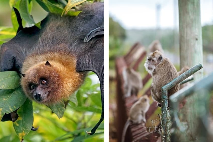 The exotic wildlife of Mauritius | Maurice Villas The exotic wildlife of Mauritius | Maurice Villas