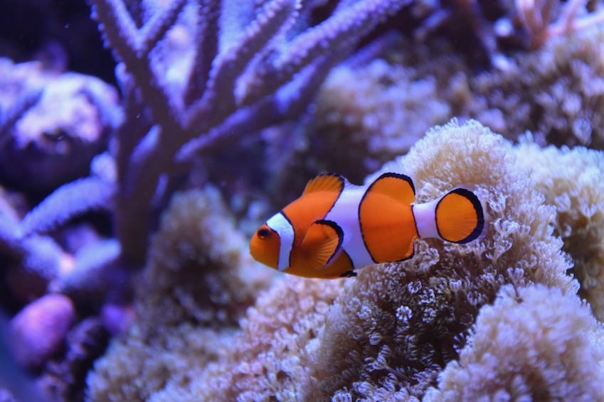 1- The coral garden in the Blue Bay Marine Park