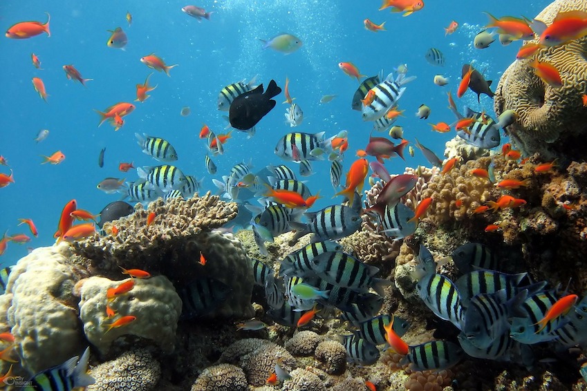 3- The Aquarium, Grand Baie