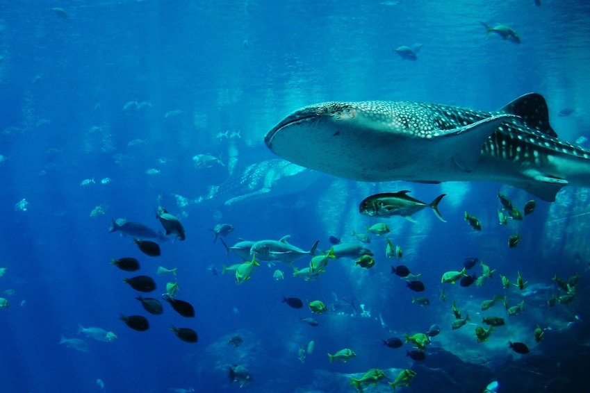 5- The Shark Pit, Pigeon Rock