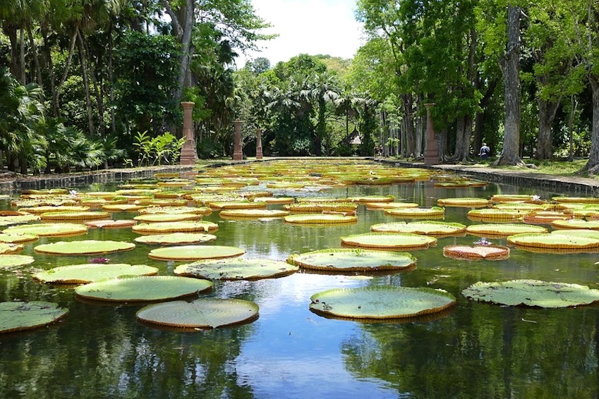 Walking in the Pamplemousses Botanical Garden