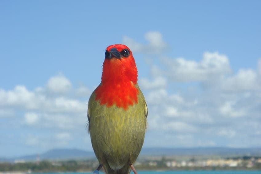 The treasures of Mauritian nature