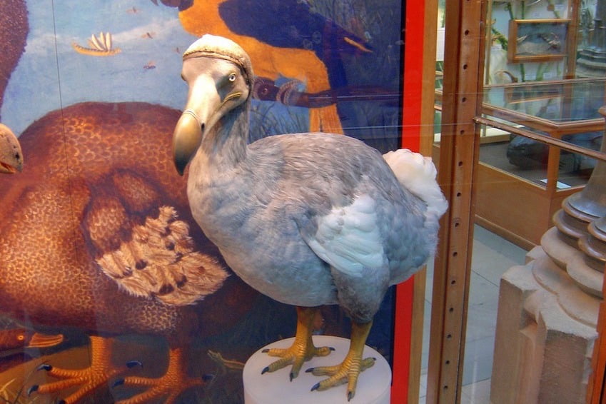 Le Dodo Oiseau Et Symbole Regretté De Lîle Maurice