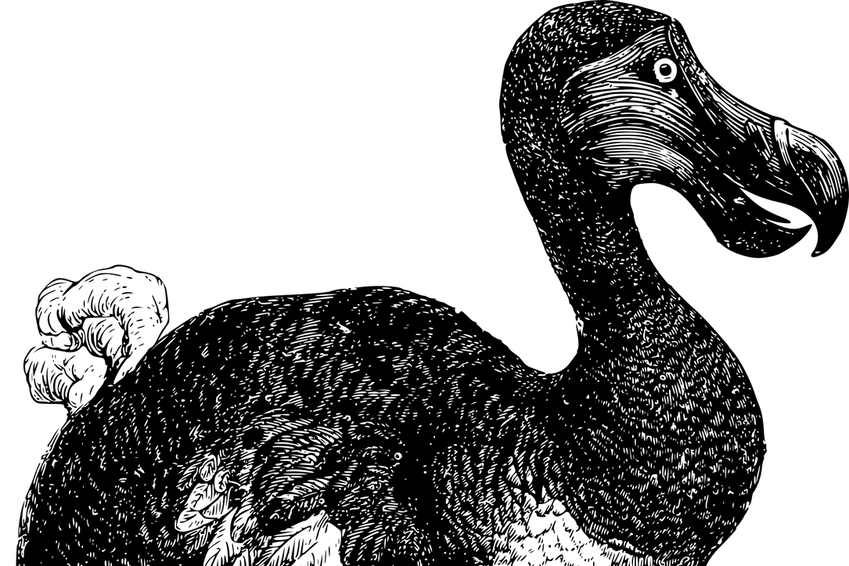 Un oiseau éteint