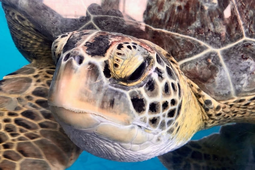 Swimming with Mauritius marine turtles