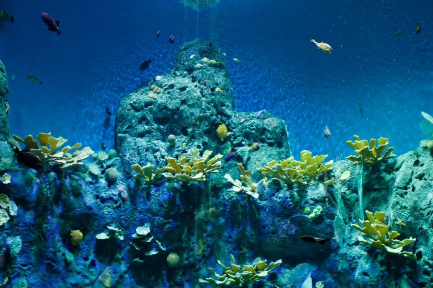 Mauritius and the conservation of its corals