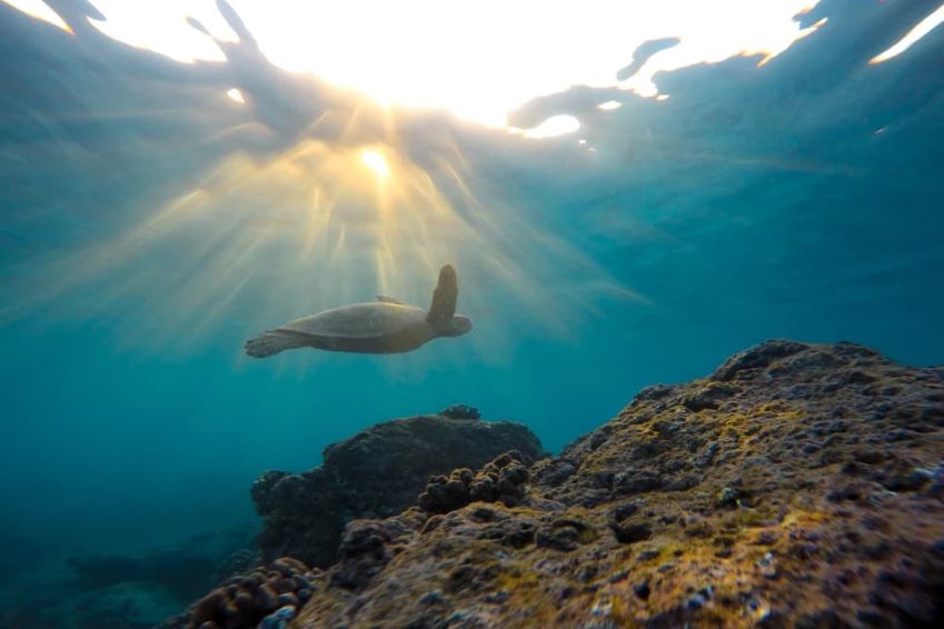 Mauritius and the conservation of its corals